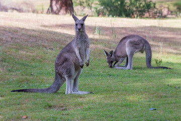 Two kangaroos on a grassy patch near bush land