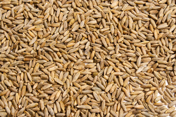 Grain texture of wheat, barley, rye, oat on the screen, natural dry cereal seeds, macro shot. Product of agricultural activity. Germination of cereals for proper nutrition. Close-up background.