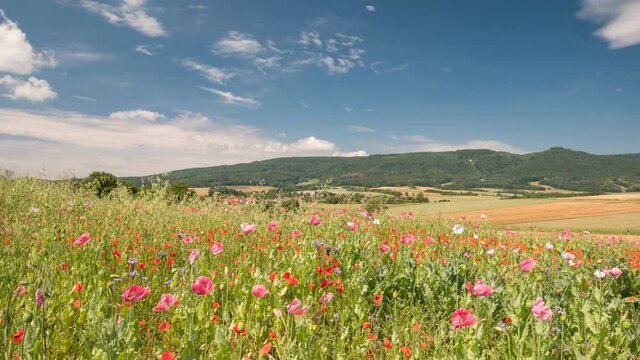 Timelapse - Colourful flowering meadow on the Knuell low mountain range, Germerode, Hesse, Germany