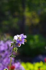 晴れた日の陽光に光る紫の花。