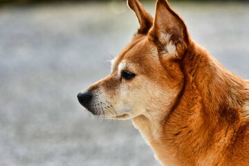 portrait of dog, photo as a background , australian german shepard sheperd dog