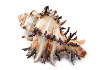 Murex seashell, close-up, on a white isolated background, horizontal view, close-up