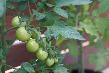 truss of green tomatoes on tomato plant