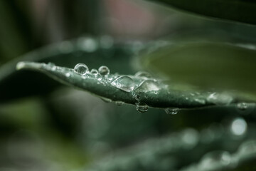 Water drops on fresh green leaf