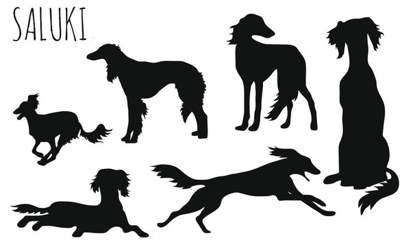 Saluki - Dog Race | Hunderasse | Windhund | sighthound | Greyhound