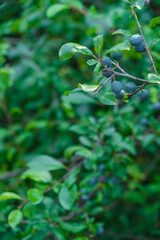 Thorn berries on a teal background. Copy space. Vertical image. 