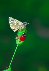 Macro Photography of Moth on Twig of Plant.