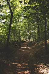 sunlight leaking through the trees on the pathway in the forest
