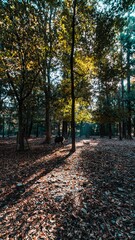 Autumn foliage in Nara, Japan