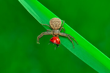 Beautiful Crab spider feasting on ladybug Macro photo
