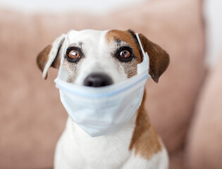 Dog with a medical mask is quarantined at home