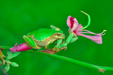 Beautiful Europaean Tree frog Hyla arborea 