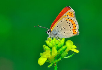 Closeup beautiful butterfly sitting on the flower in a summer garden

