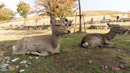 Deer strolling in Nara Park