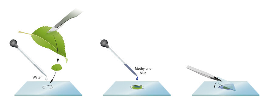 How to prepare microscope slides for examination of leaf cells