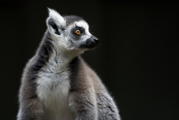 Naklejka na ściany i meble Lemur sitting alone with dark back ground