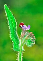 Beautiful ladybug on leaf defocused background