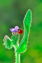 Beautiful ladybug on leaf defocused background
