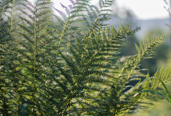 Forest fern beautiful background texture