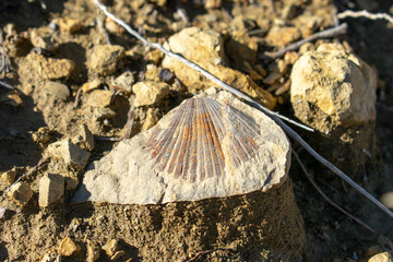 fossilized Cretaceous Aquatic animals © NumediaPhoto