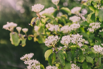 Elderflower closeup with blurred parts. Elder tree with flower.