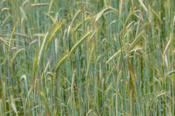 Obraz premium Winter rye Poaceae Pooideae Secrale cereale, an old corn plant