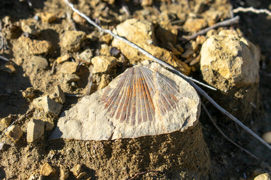 fossilized Cretaceous Aquatic animals