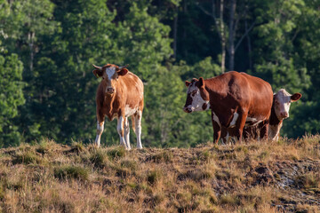 Naklejka na ściany i meble Cows grazing freely on a field in Sweden