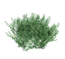 3d Render Brush Tree Isolated  on white