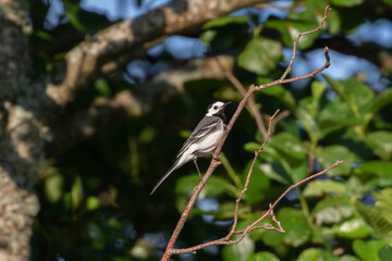 Small sparrow bird sitting on a branch in the sunlight