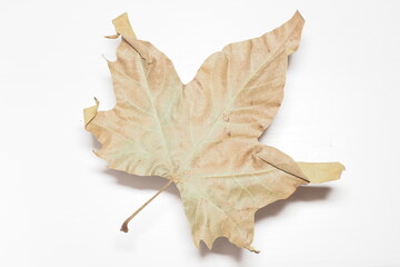 Dry maple leaf in brown on a white background. Use for autumn topics, 1 september, october, november holydays.