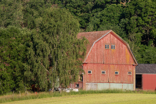 A barn in the sunlight by a field in Sweden