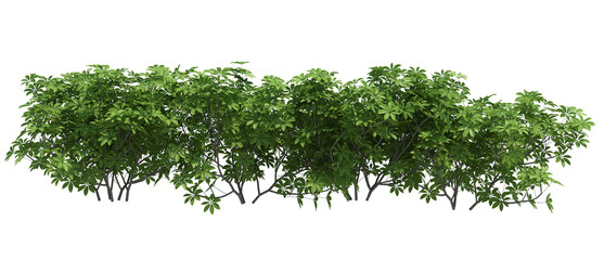 3d Render Brush Tree Isolated  on white