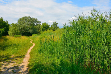 Obraz premium A footpath through the wetlands of Isola Della Cona in Friuli-Venezia Giulia, north east Italy 