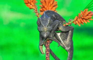 Fototapeta premium Macro shots, Beautiful nature scene green chameleon 