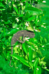 Macro shots, Beautiful nature scene green chameleon 