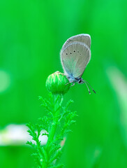 Closeup beautiful butterfly sitting on the flower in a summer garden

