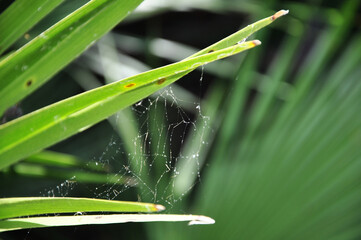 Closeup of Spider Web