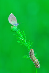 Closeup beautiful butterfly sitting on the flower in a summer garden

