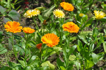 Flowers of calendula (lat. Calendula officinalis) in the garden