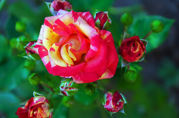 rose with red and white stripes, blooming flower of a garden rose