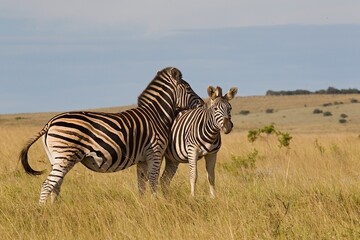 Fototapeta na wymiar Two Burchell's zebra standing in afternoon sun