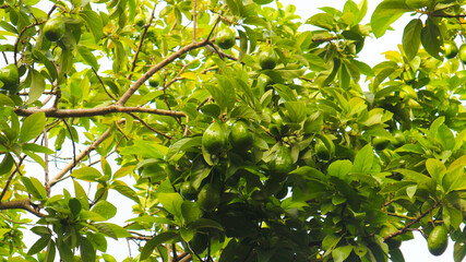 The 8th avocado species in the avocado breeding park, Tak, Thailand