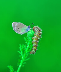 Closeup beautiful butterfly sitting on the flower in a summer garden

