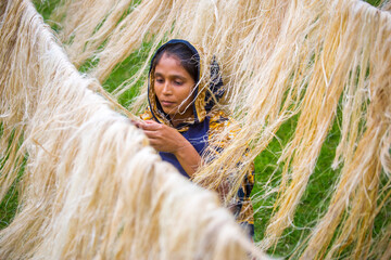 A female worker is processing the fibers from the pineapple leaves and letting them dry in the sun....