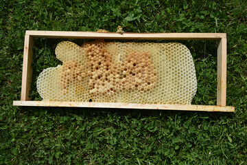 Drohnenwaben teilweise ausgebaut mit Brut, kleine bis größere Maden und vereckelte Drohnenbrut, Drohnen reifen fürs Schlüpfen