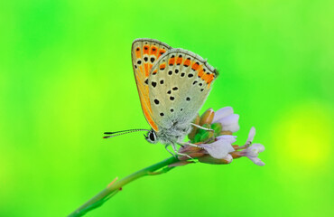 Naklejka na ściany i meble Closeup beautiful butterfly sitting on the flower in a summer garden