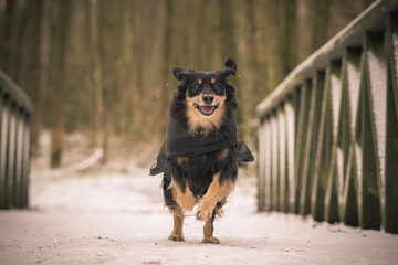 A dog runs in the snow over a bridge in the forest