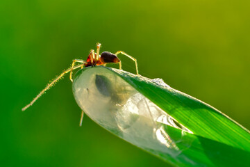 Close up Spider's nest,   Cobweb spider. They started making silk to protect their bodies and their eggs.