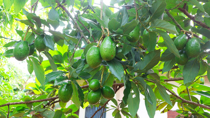 The 8th avocado species in the avocado breeding park, Tak, Thailand